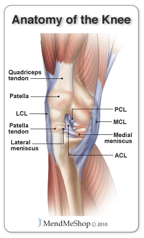 soft tissue knee anatomy